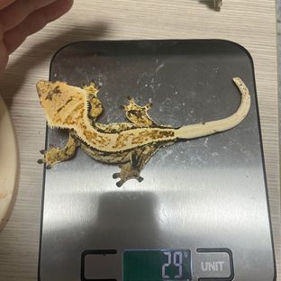 노멀 드리피 화이트스팟
