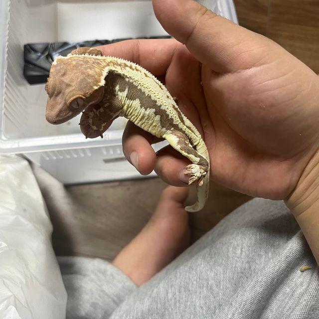 프라푸치노 100%헷아잔틱
