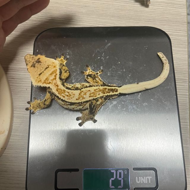노멀 드리피 화이트스팟