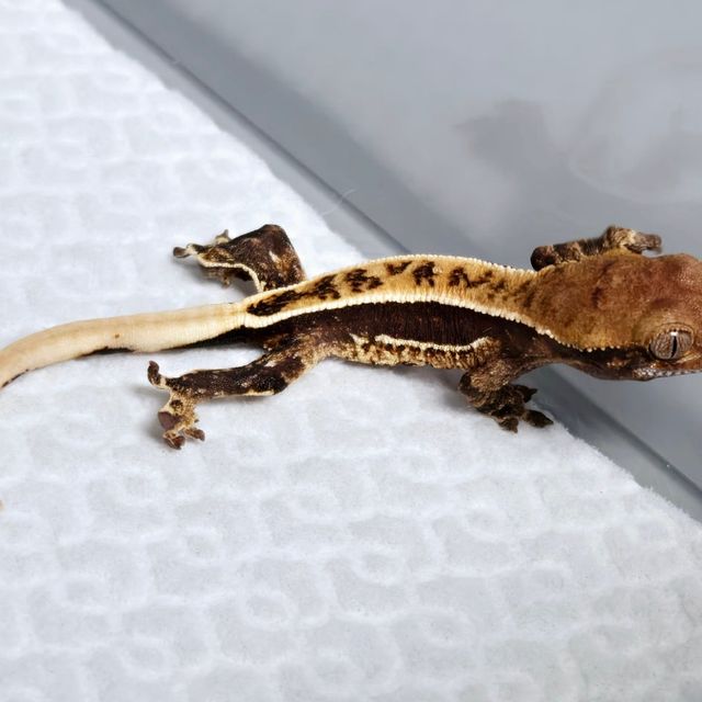 100%헷아잔틱