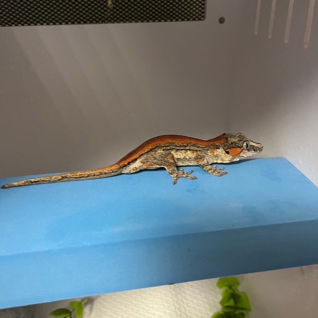 레드 스트라이프