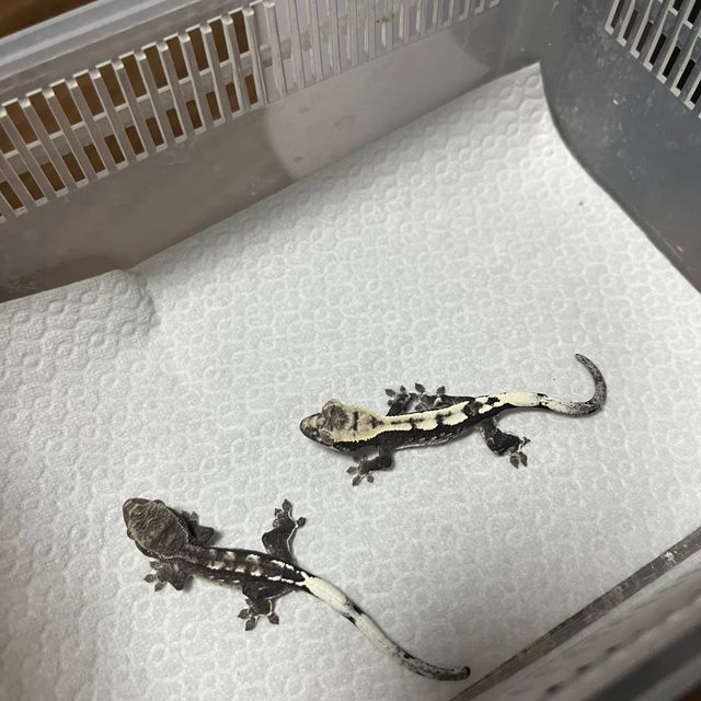 세이블 아잔틱