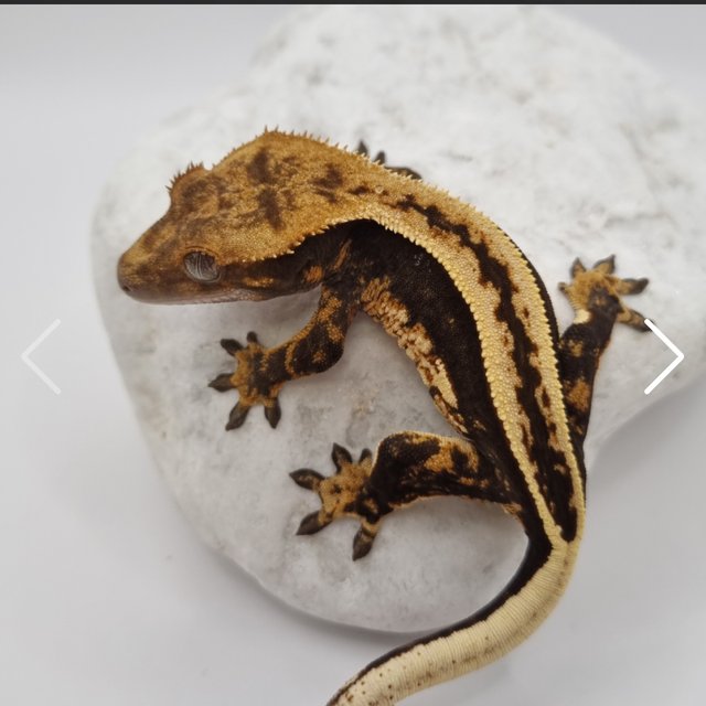 슈퍼스트라이프