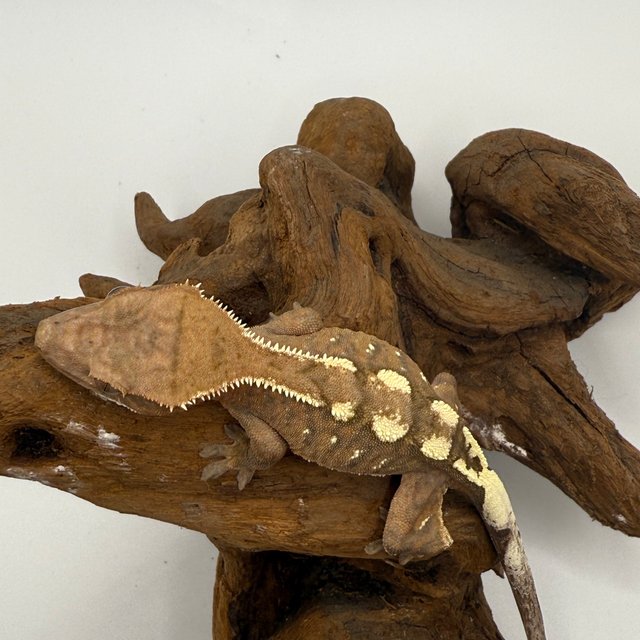 세이블 100%헷아잔틱