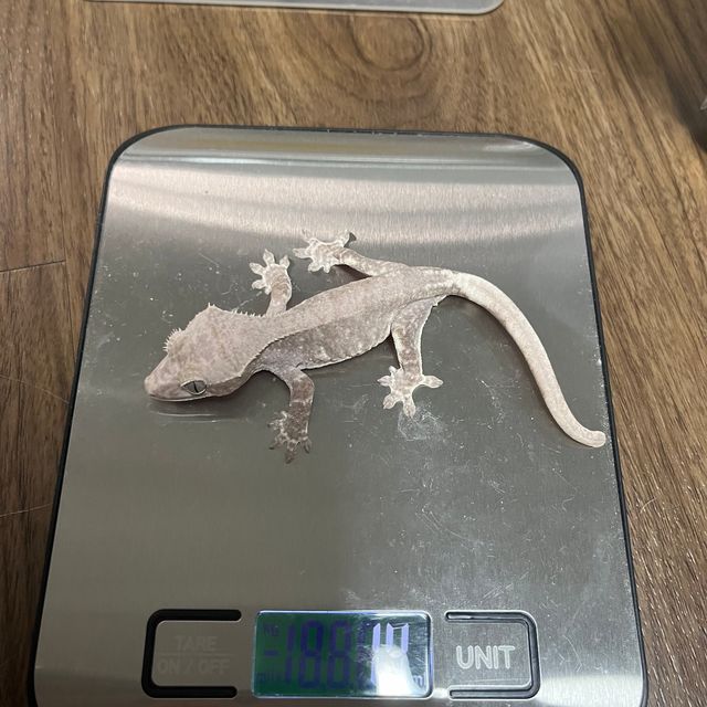 릴잔틱 팬텀
