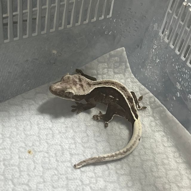 아잔틱 풀핀
