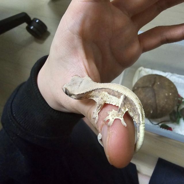 릴리 세이블