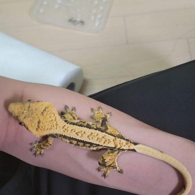 트라이 익스트림할리퀸 풀핀