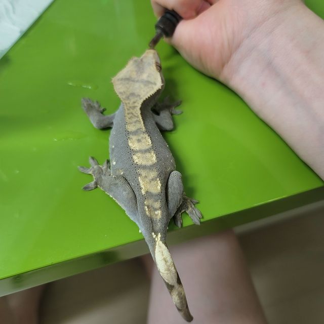 노멀