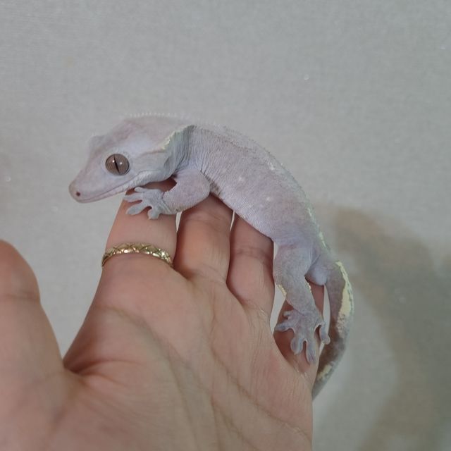 아잔틱
