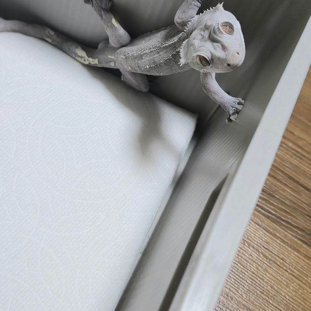 아잔틱