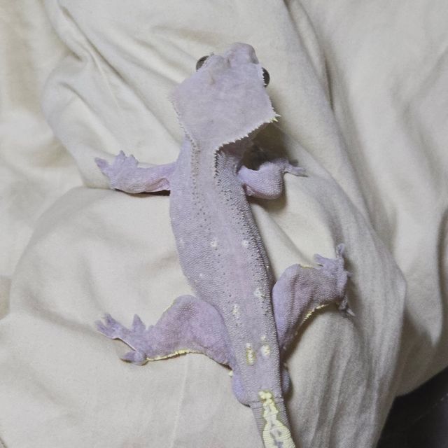 아잔틱