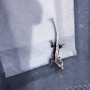 릴잔틱