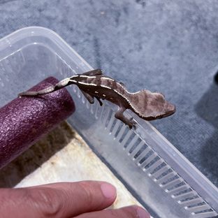 아잔틱