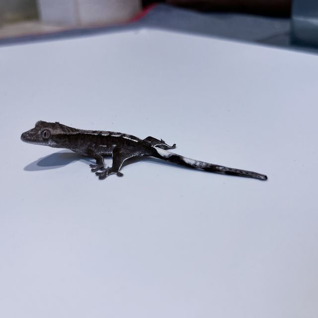 아잔틱