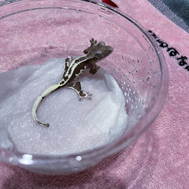 릴잔틱