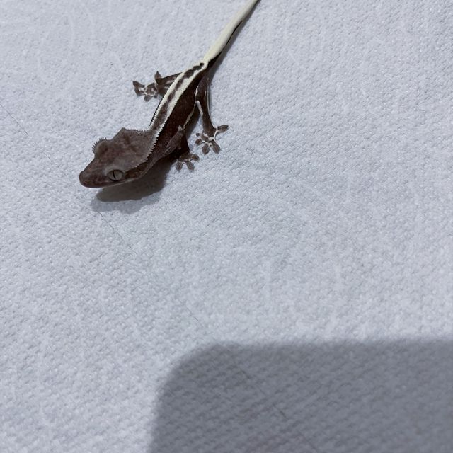 릴잔틱