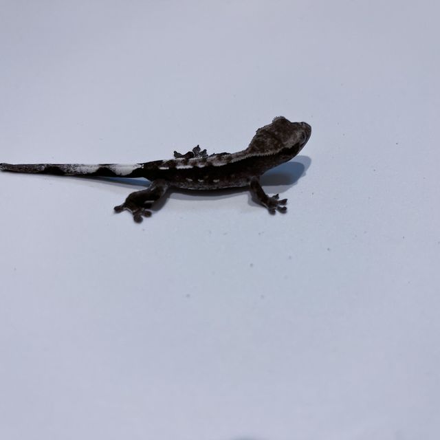 아잔틱