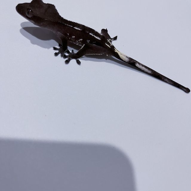 아잔틱