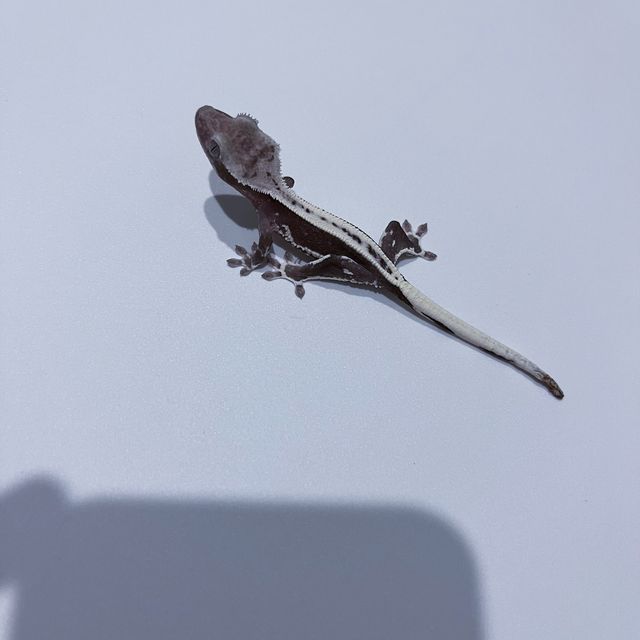 릴잔틱