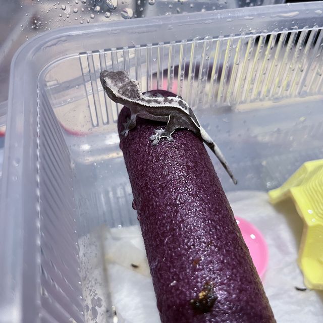 아잔틱