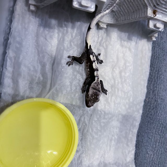 아잔틱