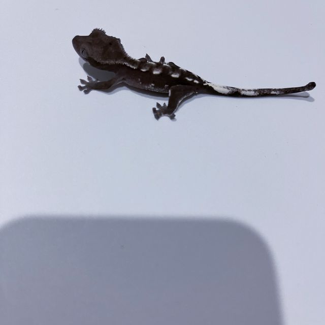 아잔틱