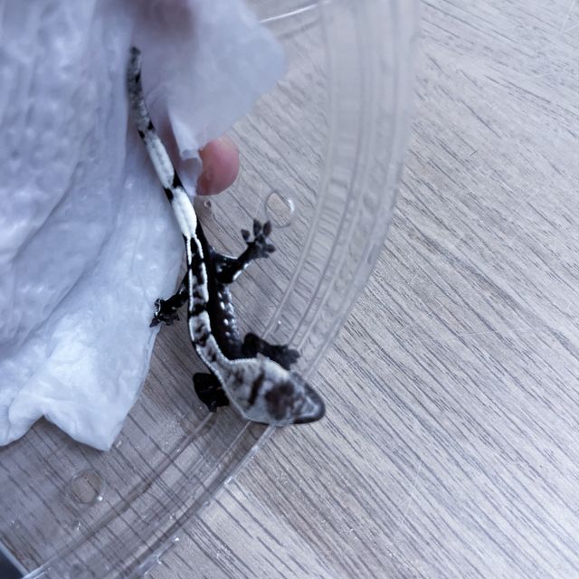 아잔틱