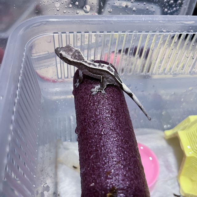 아잔틱
