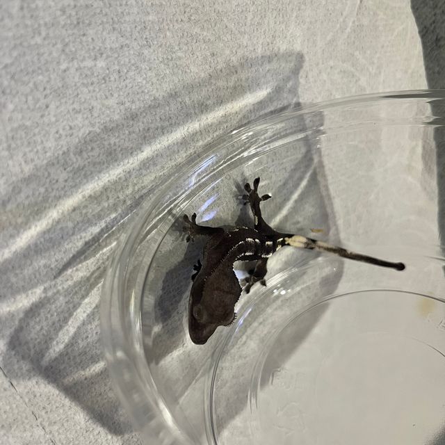 아잔틱