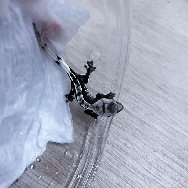 아잔틱