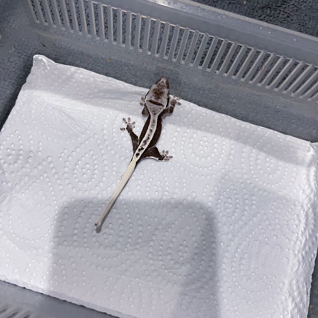 릴잔틱