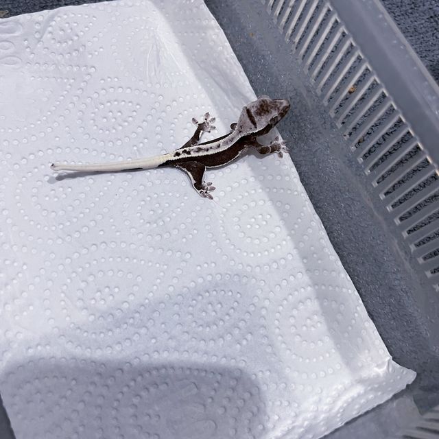릴잔틱