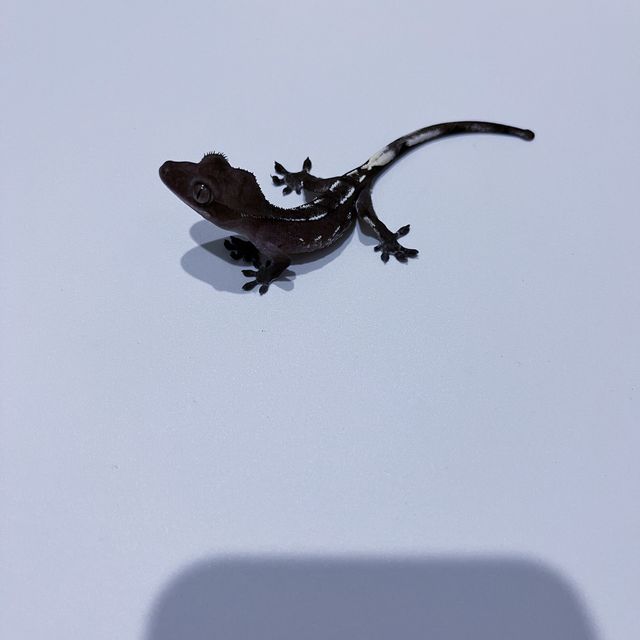 아잔틱
