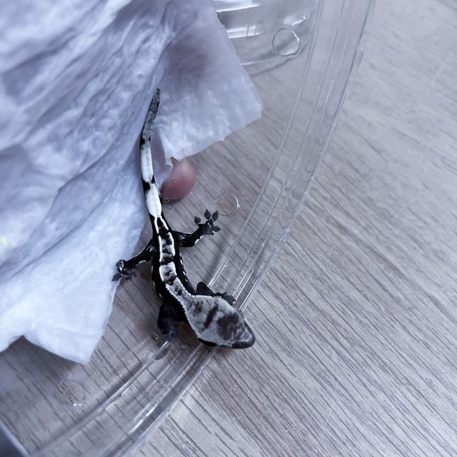 아잔틱