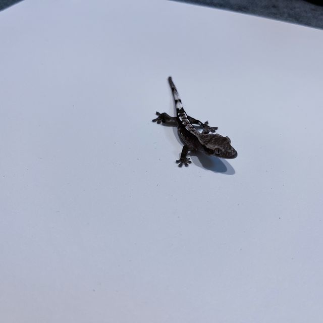 아잔틱