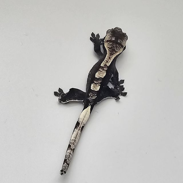 아잔틱