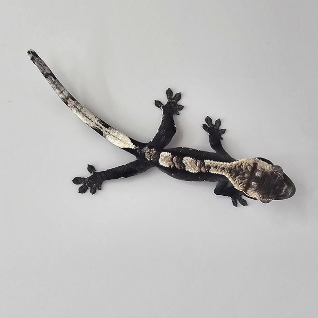 아잔틱