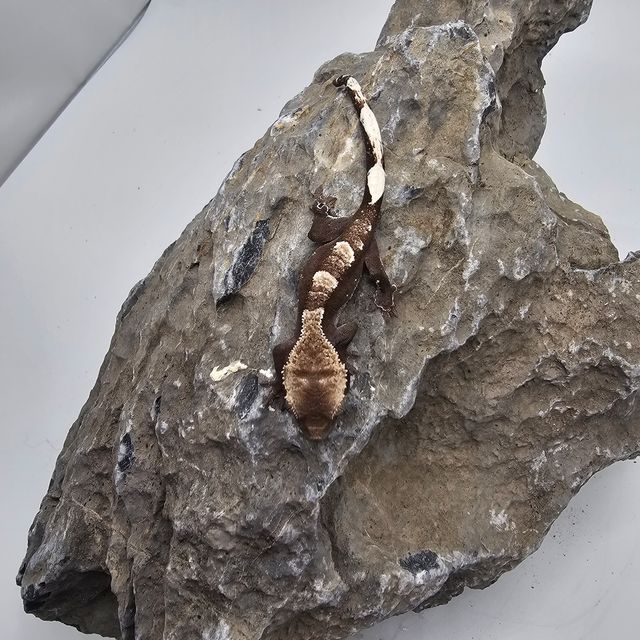 아잔틱