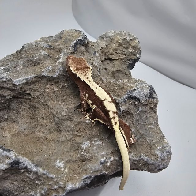릴잔틱
