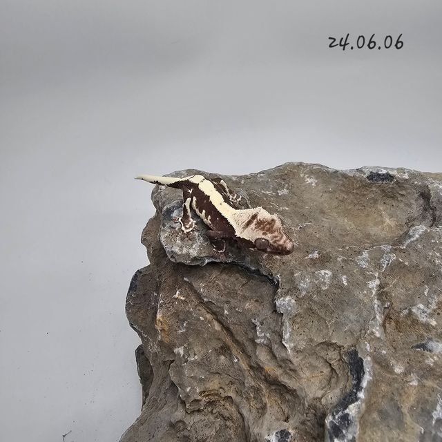 릴잔틱
