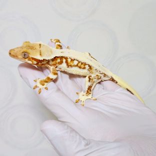 레드 릴리화이트