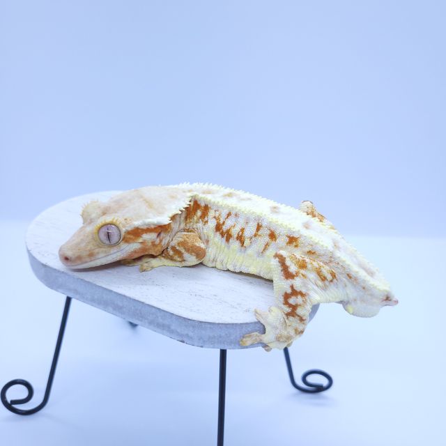 릴리화이트 레드