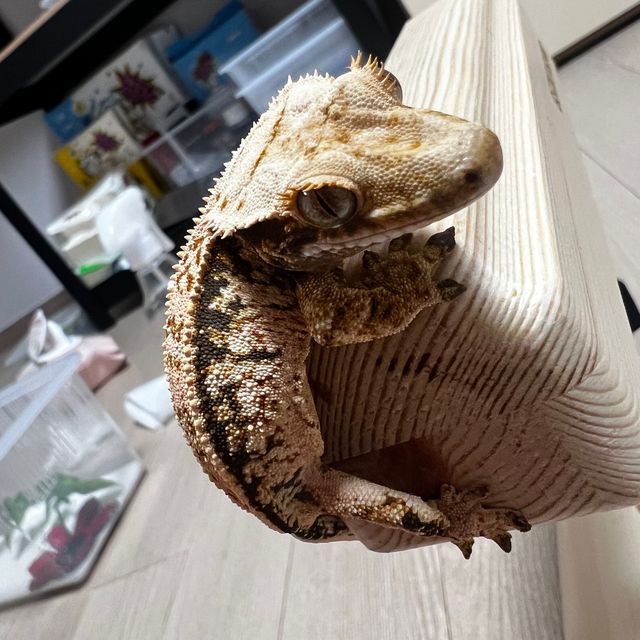 트라이 풀핀 핀스트라이프 화이트스팟