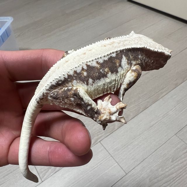 릴리100%헷아잔틱