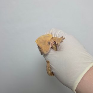 노멀 핀스트라이프 레드