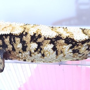 트라이 익스트림할리퀸 타이거