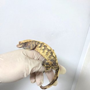 익스트림할리퀸 트라이