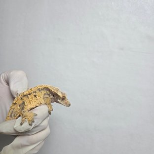 핀스트라이프 노멀 익스트림할리퀸 트라이