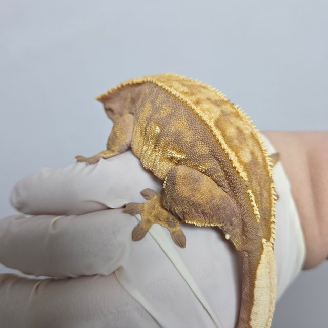 노멀 핀스트라이프 레드